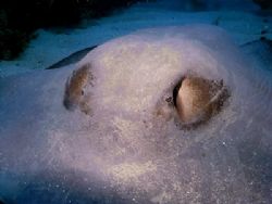 This Southern Stingray looks as if he would be saying " T... by Steven Anderson 